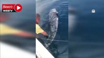Nesli tehlike altındaki boz yunus, Gökçeadalı balıkçının oltasına takıldı