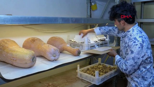 Les insectes chasseurs protègent les agrumes et les bananiers