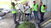 L'usine d'huile d'olive de Kumluca a commencé la production pour la nouvelle saison