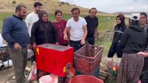 Le célèbre acteur Ersin Korkut a cueilli des tomates avec des ouvriers agricoles à Bitlis