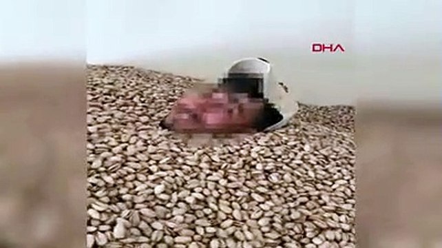 Fıstık deposunda tepki çeken görüntü: İçinde yüzdü, kabuklarını tükürdü