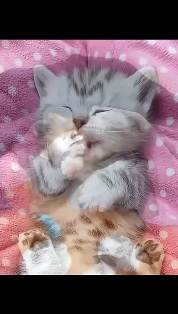 ⁣Cat Funny Moments | Animals Funny Moments | Beautiful Pets | Cute Pets | Animals Satisfying Videos #