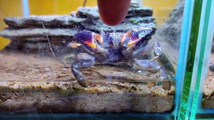 Terrestrial crabs eat crickets