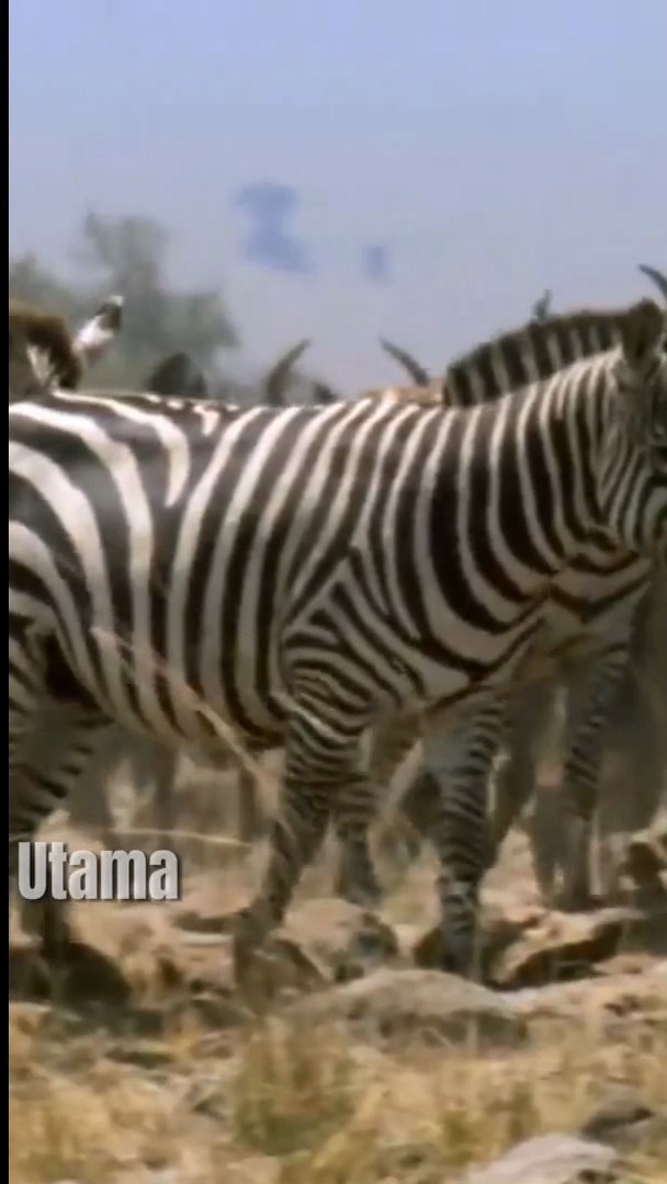 ⁣Fakta unik zebra