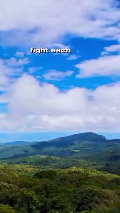 lame video part 1