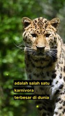 Fakta unik Macan tutul amur