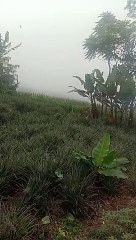 pineapple fruit plants in the mountains