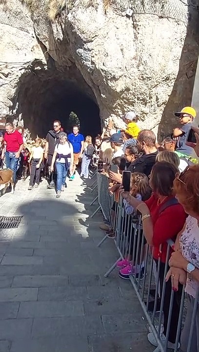 Transhumance de Roubion : Les moutons quittent le village