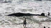 Baleia de 11 metros encalha em praia de Florianópolis