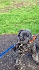 Happy Dogs Hug Each Other