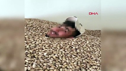 Akılalmaz görüntüler: Fıstıkların üstünde yüzdü ardından kabuklara tükürdü