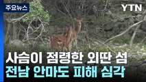 사슴 1,000마리가 점령한 외딴 섬...국민 생각은? / YTN