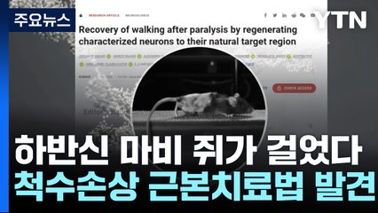 [과학 한스푼] 하반신 마비 쥐 다시 걸었다...척수 손상 근본 치료법 발견 / YTN