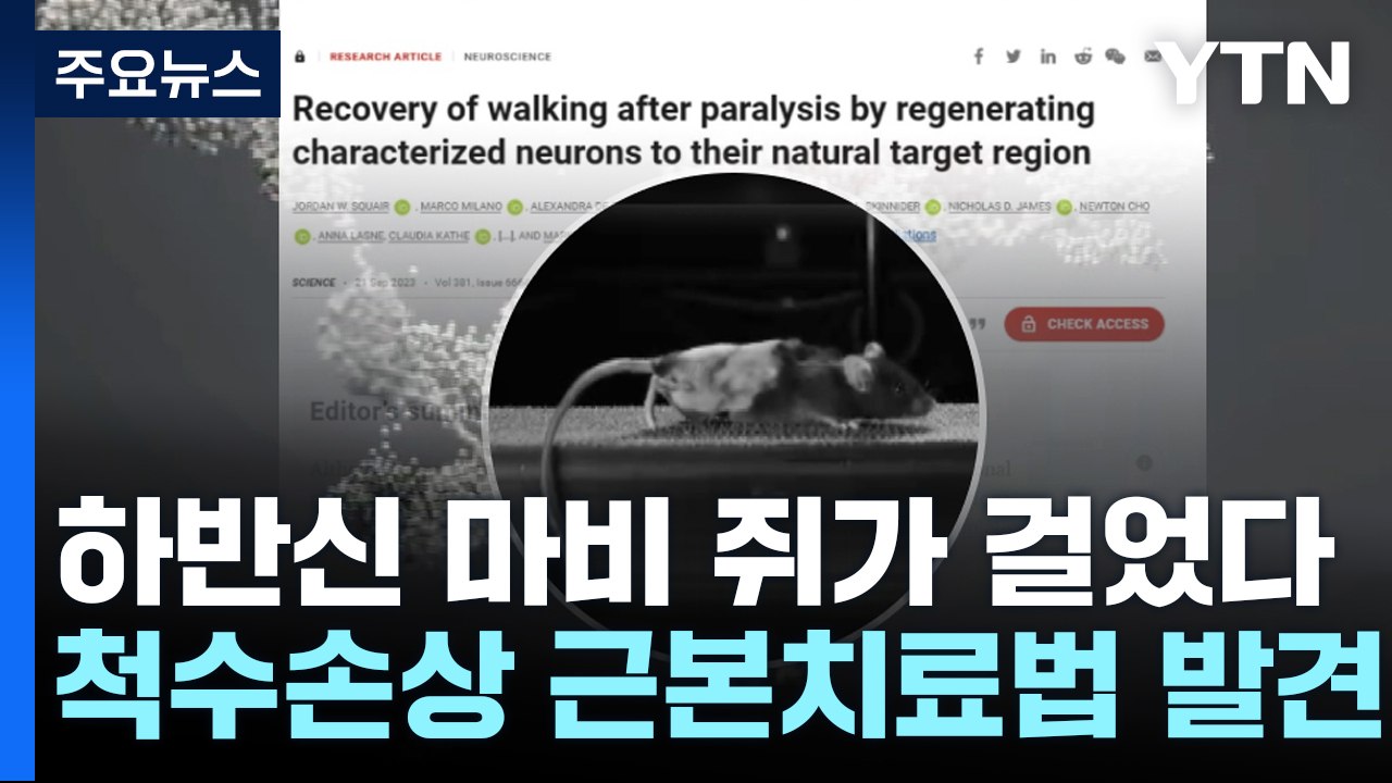 [과학 한스푼] 하반신 마비 쥐 다시 걸었다...척수 손상 근본 치료법 발견 / YTN