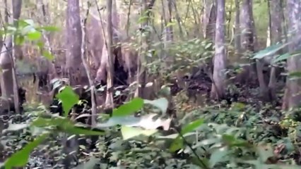 Drone Captures What No One Was Supposed to See