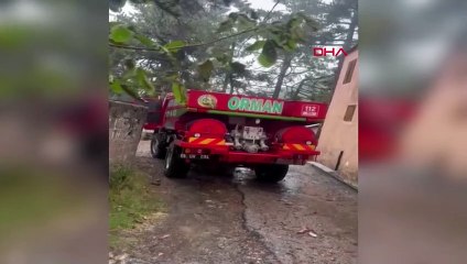 Le feu d'arbre frappé par la foudre à Osmaniye a été maîtrisé
