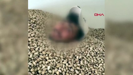 Depodaki fıstıkların arasına girip yüzdü, yetmedi bir de kabukları tükürdü! Videodaki kişi her yerde aranıyor