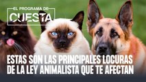 Estas son las principales locuras de la ley de amnistía que te afectan