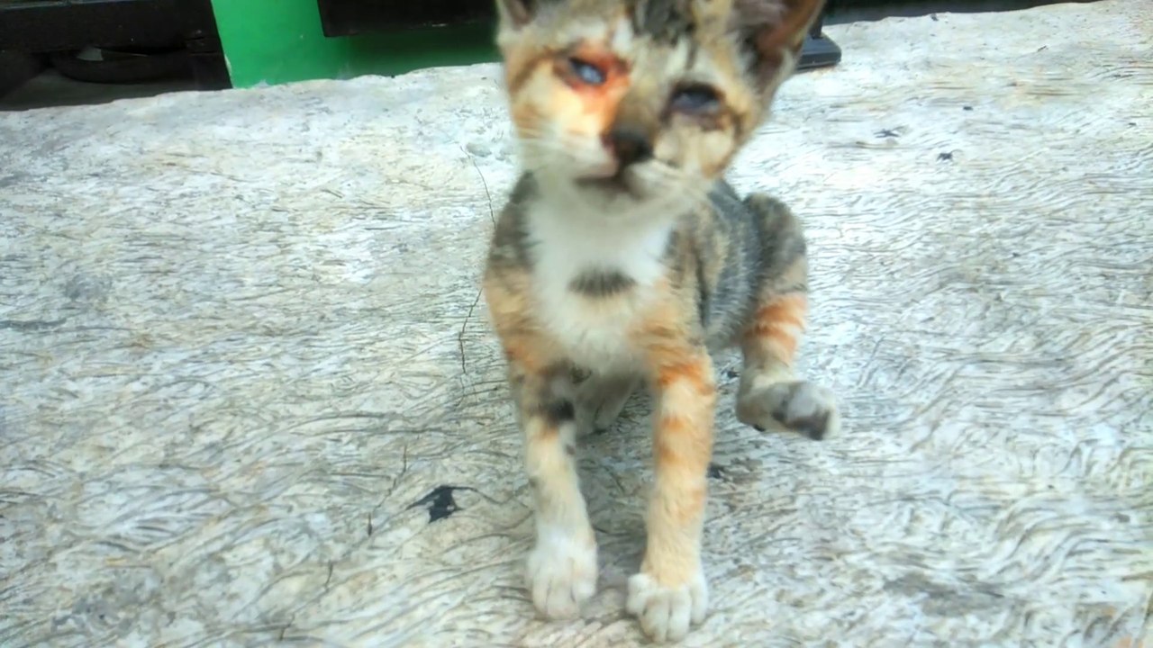 THE CAT THAT SUFFERED