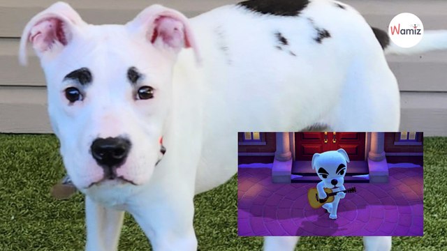 Le refuge partage la photo d'un toutou : les internautes sont choqués devant ce sosie de star