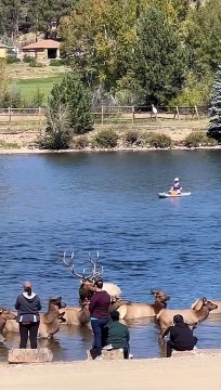 People Get Too Close to Elk at Estes Park