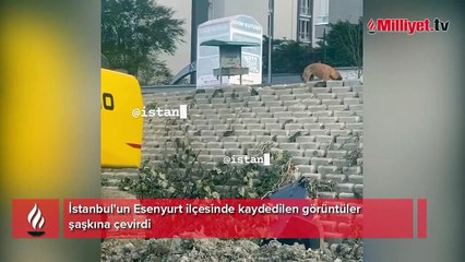 Şoke eden fare görüntüleri! Esenyurt Belediyesi açıklama yaptı