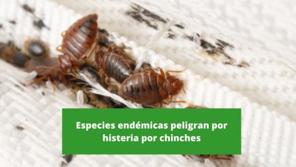 Скачать видео: Especies endémicas peligran por histeria por chinches