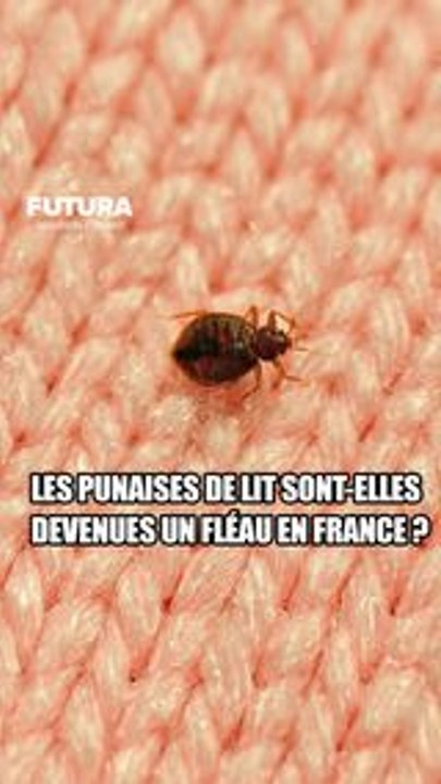 Les punaises de lit sont-elles devenues un fléau en France ?