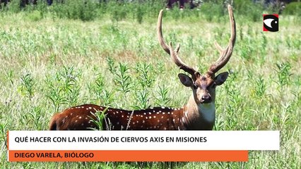 Diego Varela dijo "puede haber manadas de más de 100 ciervos axis"