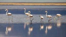 Isparta’daki Eğirdir Gölü'nde görüntülenen flamingolar hayran bıraktı
