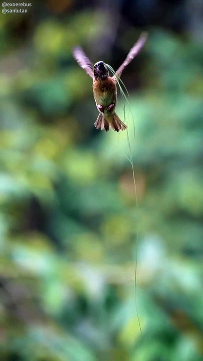 @exoerebus and I got some amazing footage of Baya Weavers at their nesting grounds in Tampines! Here is a super condensed 20 second reel of what we got. I might consider uploading the full version as its definitely too much to fit in a reel format.  This