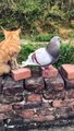 Sosyal medyada viral olan kedi ile kuşun oyunu!