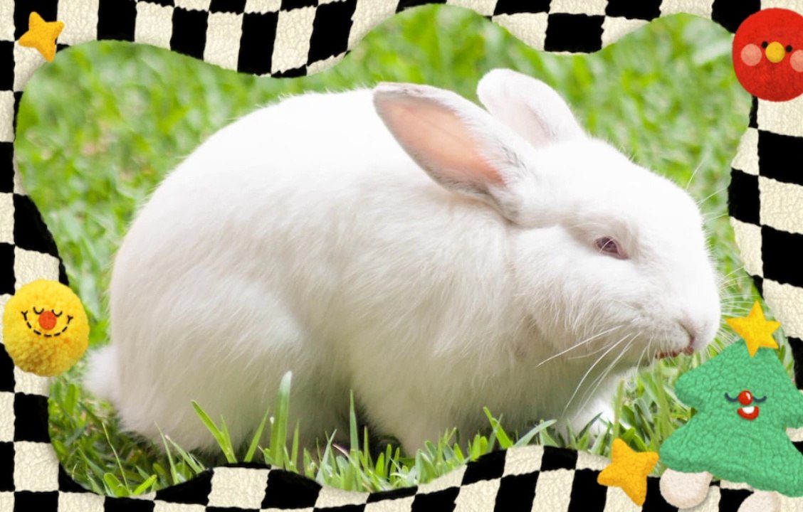 Beautifull rabit pics video / A.s channel