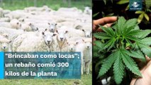 “Ovejas pachecas” se comen plantación de marihuana