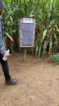 Chauves-souris suspendues jaunes rares