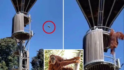 Orangutan launches possum out of enclosure at zoo — as horrified visitors scream