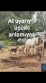 At kendisini rahatsız eden köpeklere uzun süre sabretti! Sabrı taşınca da olanlar oldu