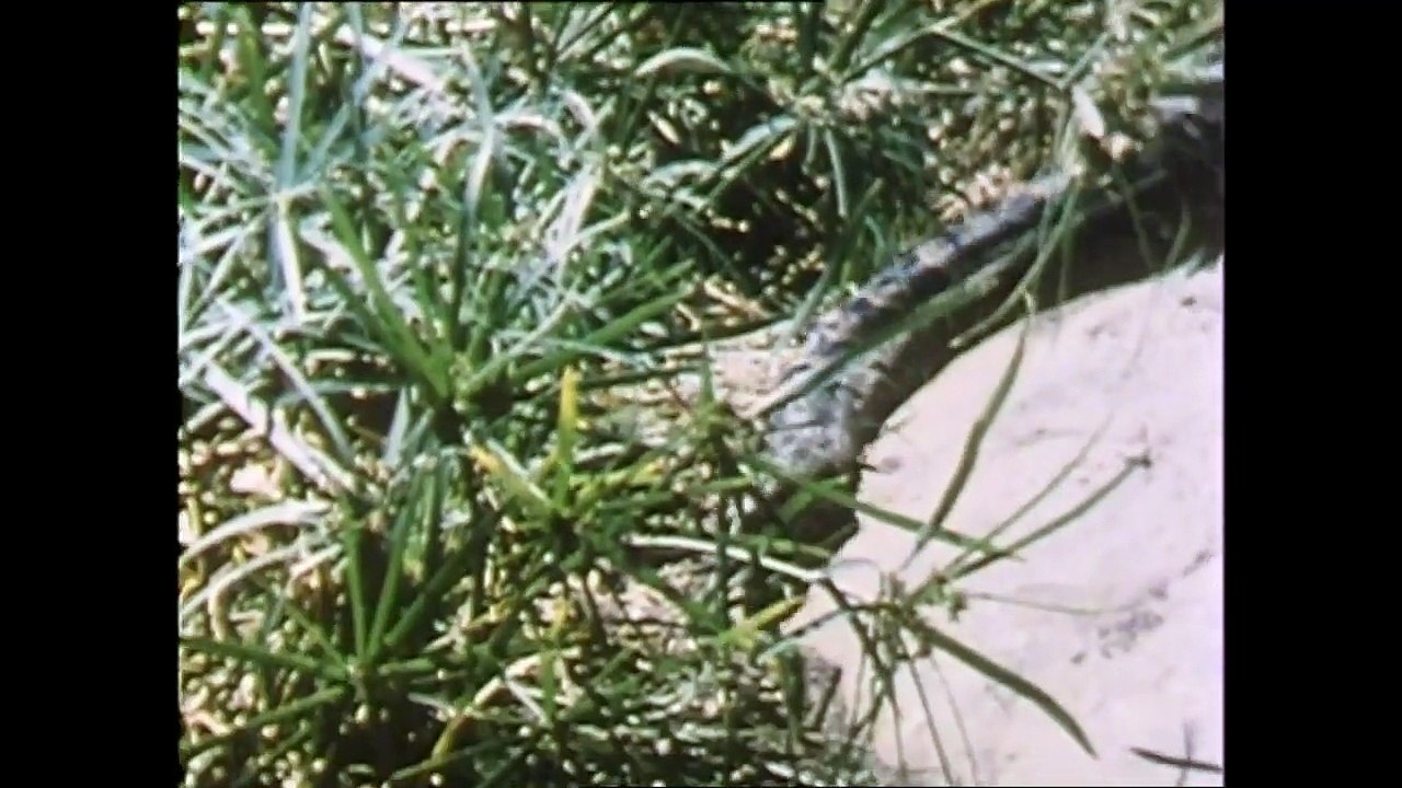 ΑΓΙΟΣ ΠΑΝΤΕΛΕΗΜΩΝ - 1985 - VHSRip - 1280x720