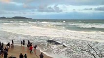 Baleia encalhada em Florianópolis vira 