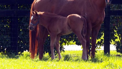 Vets launch foal ambulance for valuable mares and their offspring