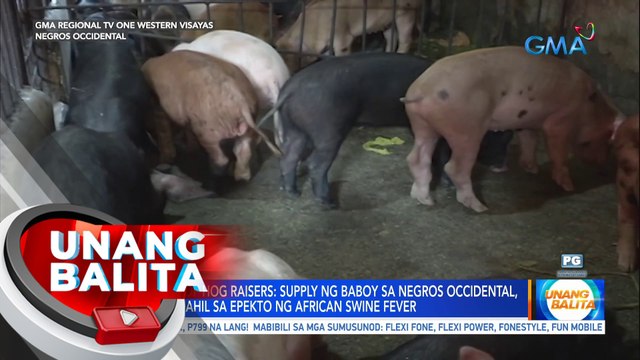 Associations of Hog Raisers: Supply ng baboy sa Negros Occidental, hindi sapat dahil sa epekto ng ASF | UB