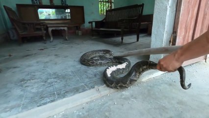 Massive Snake Attempts to Enter Home for Puppies | Cobra Capture Mission Underway