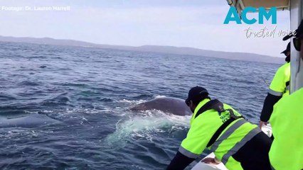 Sea World Foundation rescues whale off Eden | September 2023 | Bega District News