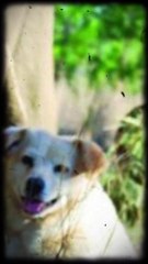 Bella y Tarra: Increíble historia de amistad