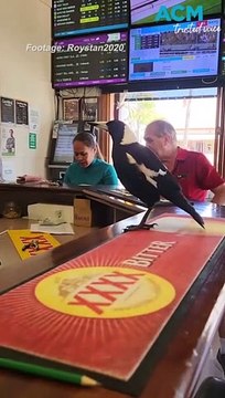 Ballsy magpie, after a hard day 'swooping' craves a cold one