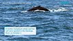 Humpback whale and calf in the Hastings River | Port Macquarie, October 1 2023 | Port Macquarie News