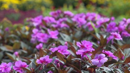 가을꽃으로 물든 국가정원...순천만 국제정원 박람회 700만 명 돌파 / YTN