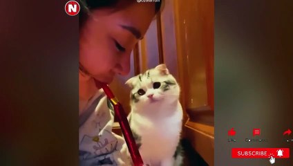 Funniest Cats Videos, The Siliest, Cutest And Funniest Cats 8