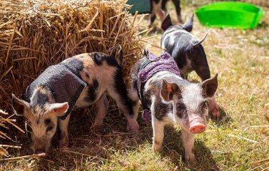 'Dan Hamdrews' wins first place in Walbundrie Show pig races