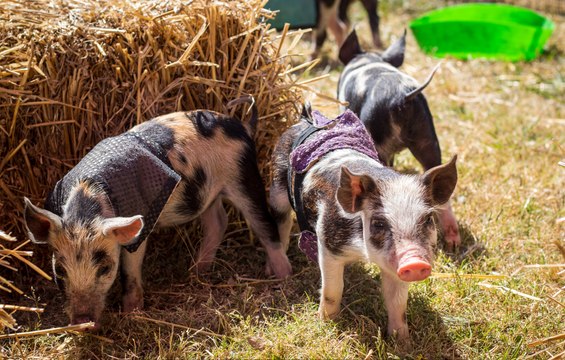 'Dan Hamdrews' wins first place in Walbundrie Show pig races